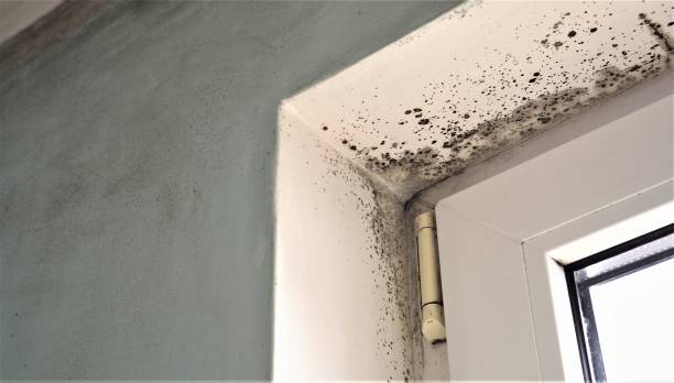 Best Post-Construction Mold Inspection  in Midway North, TX