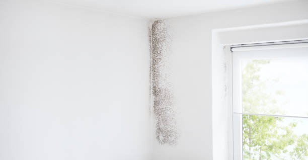 Best Attic Mold Removal  in Midway North, TX