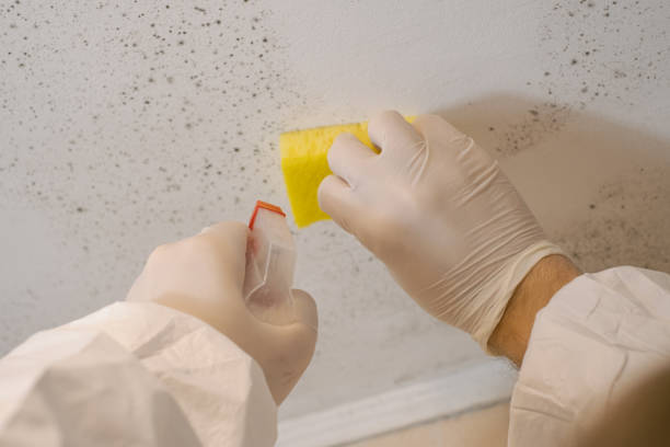 Mold Odor Removal Services in Midway North, TX