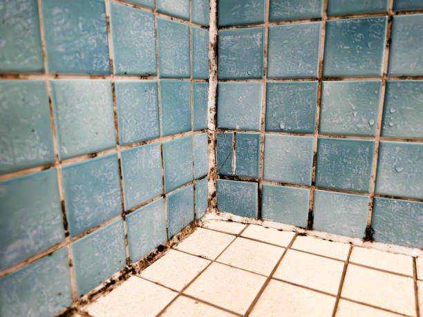 Best Black Mold Removal  in Midway North, TX